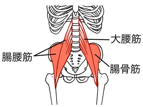 腸骨筋と大腰筋と腸腰筋のイラスト