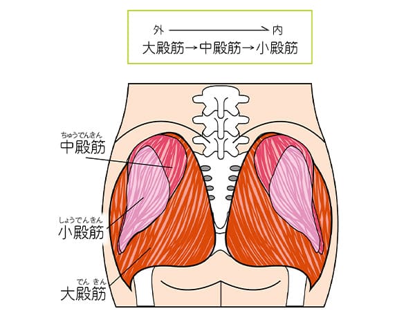 小殿筋と中殿筋と大殿筋のイラスト